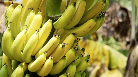 La banane, fruit d'injustices